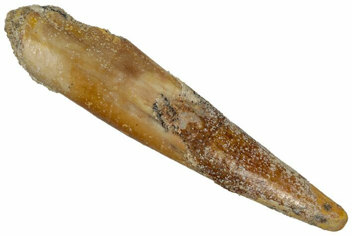 Fossil Pterosaur (Siroccopteryx) Tooth - Morocco #299768